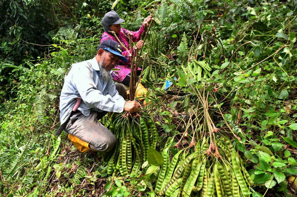 Pos Musoh Orang Asli Cooperative chairman Kamal Bah Kan Lok (right), who is also a ‘petai’ harvester, along with his wife, sorts ‘petai’ before it is transported out of the forest at the Pos Musoh Orang Asli settlement in Tapah, October 7, 2024. — Bernama pic 