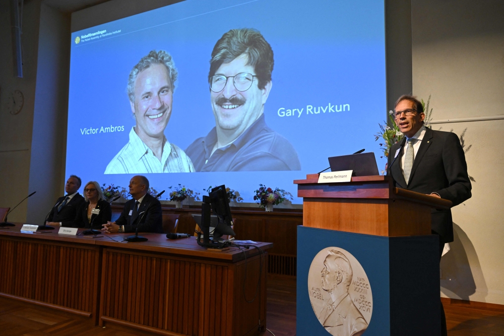 Pictures of US scientists Victor Ambros and Gary Ruvkum who won this year’s Nobel Prize for Medicine are displayed on a screen at the Karolinska Institute in Stockholm on October 7, 2024. — AFP pic