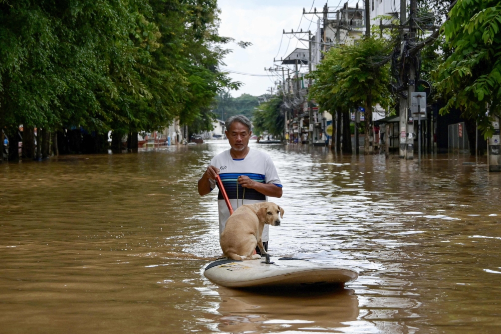 A resident transports his dog on a board as he wades through flood waters in Chiang Mai, on October 6, 2024. — AFP pic