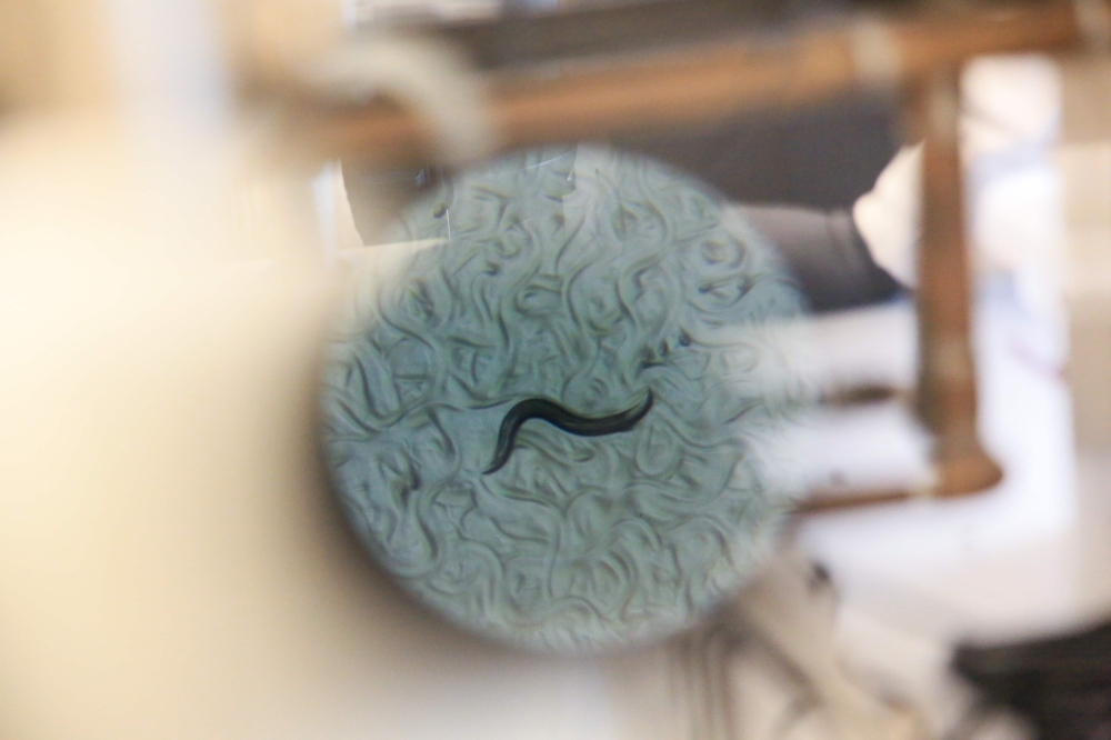 Rather than being the messenger which relays information, microRNA instead acts as a switch to turn other genes off and on. — AFP pic