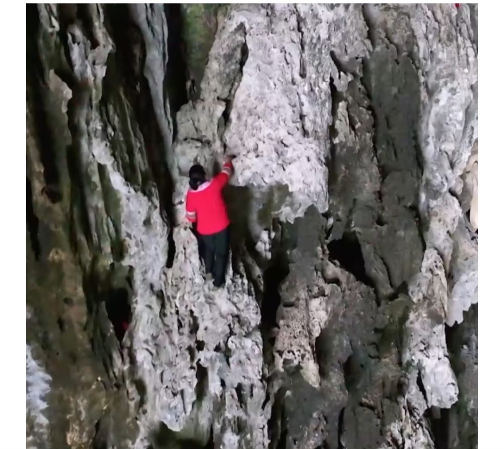 Luo Dengpin, from the Ziyun Miao and Buyei autonomous county, is the only female practitioner of the ancient Miao tradition of bare-handed rock climbing, a practice linked to the region’s cliff burial customs.— Picture from Weibo