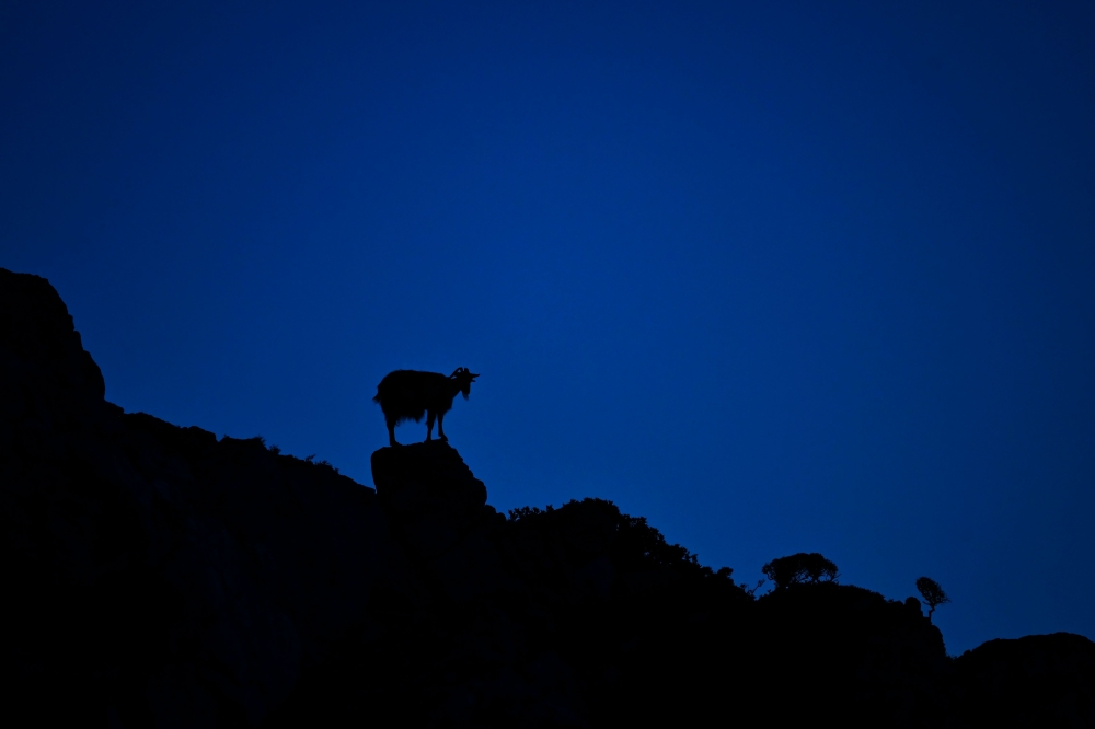 A goat stands on a rock on the small island of Antikythera, on September 17, 2024. — AFP pic