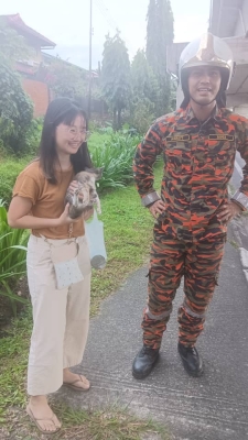 Firefighters save cat stranded 10 metres high under Luyang flyover