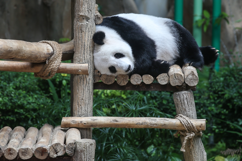 A giant panda is seen at Zoo Negara in Kuala Lumpur September 9, 2024. Two giant pandas departed China for a zoo in the US capital yesterday. — Picture by Yusof Mat Isa