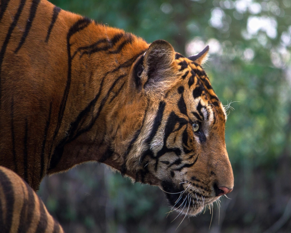 Perak police chief Datuk Azizi Mat Aris said the victim, a 54-year-old heavy machinery operator, was dragged by the tiger into the bushes nearby the rumah kongsi (temporary house) at Bagan Balak located at KM79.2 JRTB.  — Pexels pic