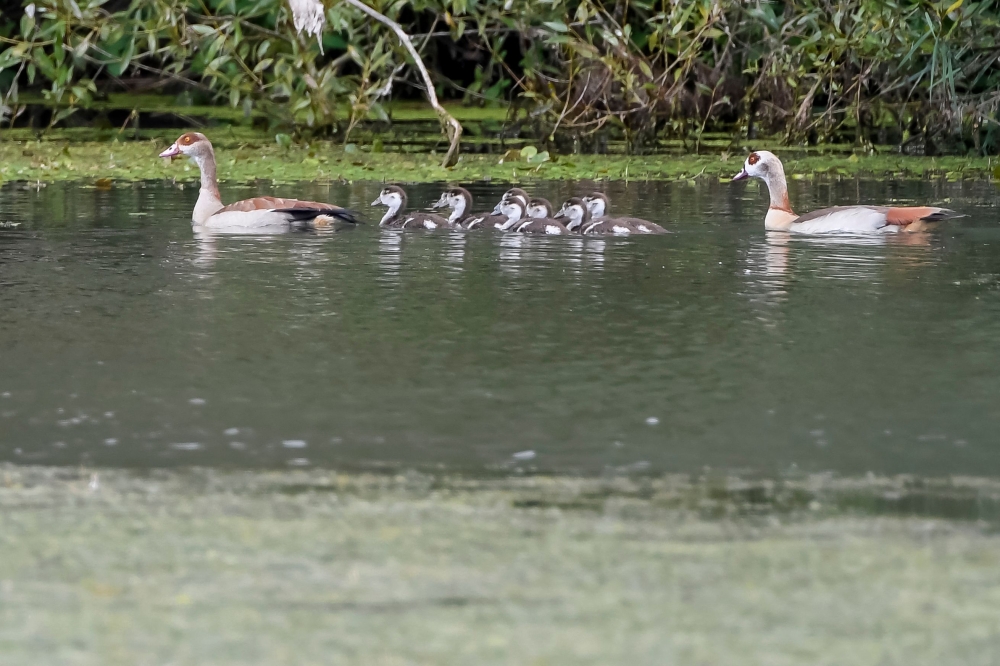 Egyptian geese are photographed on a pond in Ay-sur-Moselle, north eastern France, on September 12, 2024. — AFP pic
