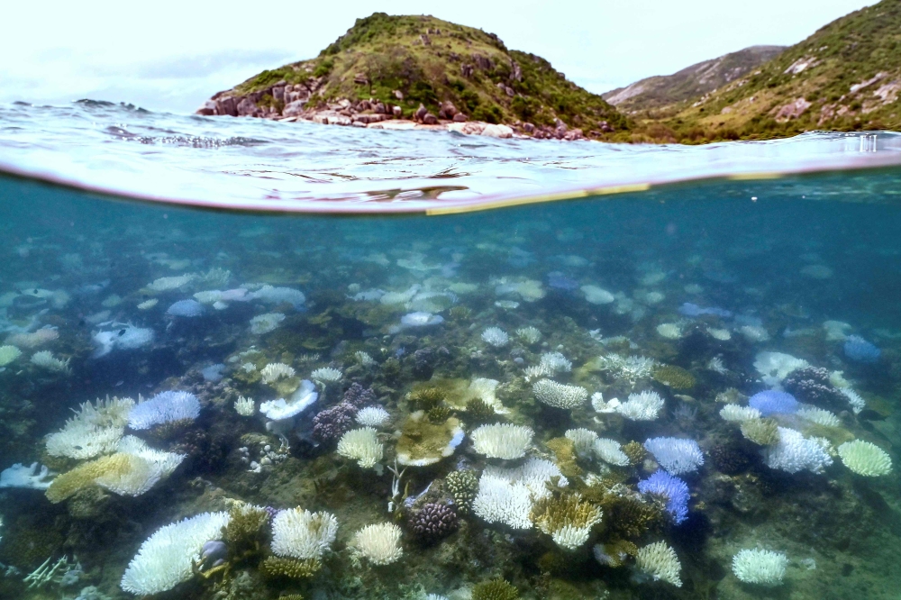 This underwater photo taken on April 5, 2024, shows bleached and dead coral around Lizard Island on the Great Barrier Reef, north of the city of Cairns. — AFP pic