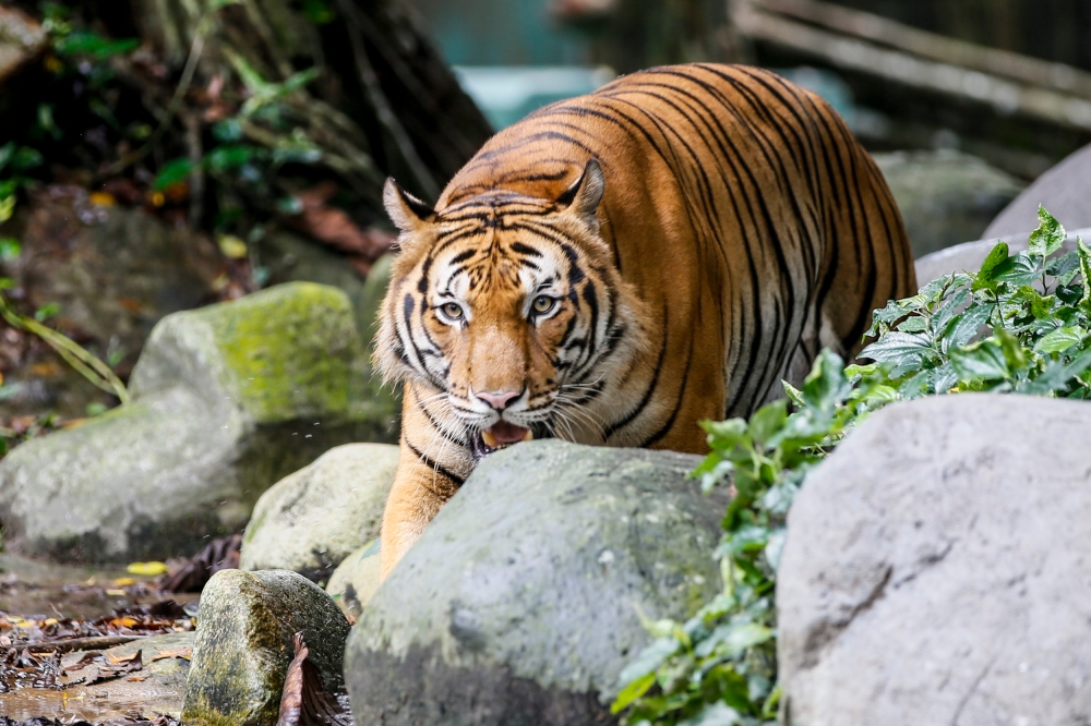 A file photograph shows Malayan tiger at Zoo Negara in Kuala Lumpur, on August 29, 2023. — Photo by Hari Anggara.