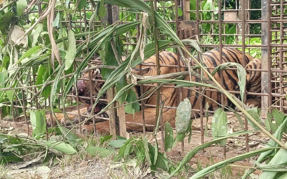 Kelantan’s Department of Wildlife Protection and National Parks (Perhilitan) is still conducting a detailed investigation to confirm ‘the possibility that the tiger that was caught today caused the death of two men in Gerik, Perak and Jeli, Kelantan (three kilometres apart) recently’. — Picture via X/Bernama