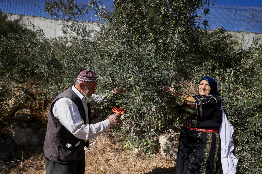 A Palestinian family picks olives from their trees in the village of Beit Awa, west of Hebron, Israel's separation barrier in the occupied West Bank on October 19, 2024. — AFP pic