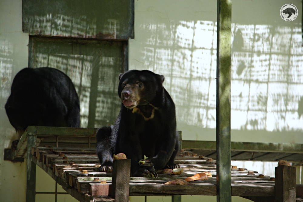 An undated photograph shows Kukuton as the Borneon Sun Bear Conservation Centre. — Picture from Facebook/Borneon Sun Bear Conservation Centre (BSBCC)