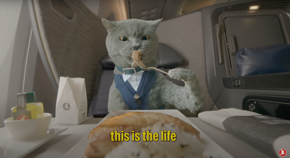 Cats are depicted in the video traveling in luxury. — YouTube screenshot/Turkish Airlines