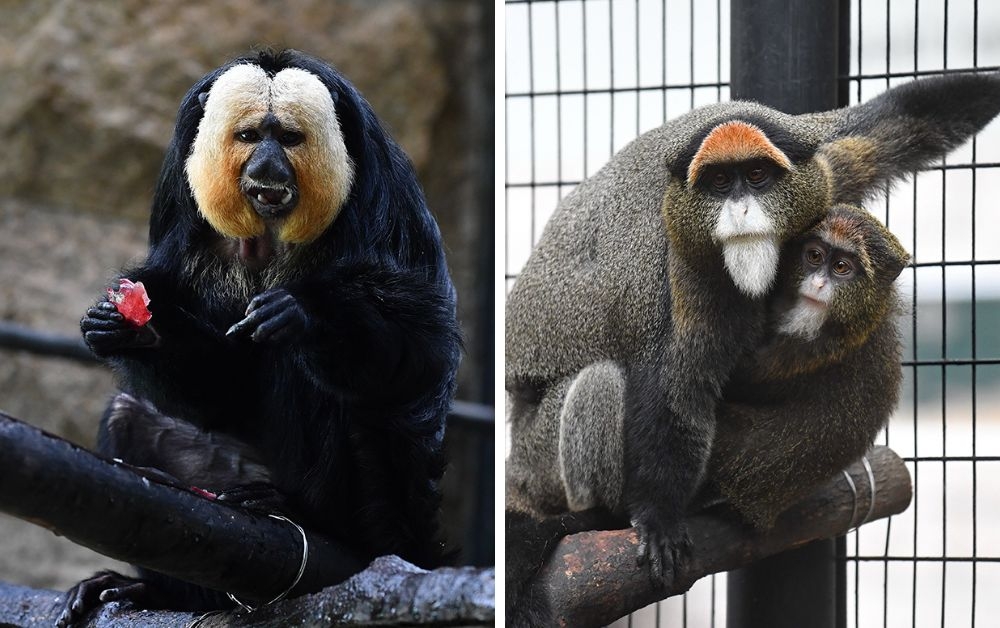 (From left) A combination picture shows a De Brazza’s monkey and a white-faced saki. Housed in five separate cages, the deceased monkeys included the De Brazza species as well as one common squirrel monkey, cotton-top tamarins and white-faced sakis. — Screencaps from Hong Kong Zoological and Botanical Gardens