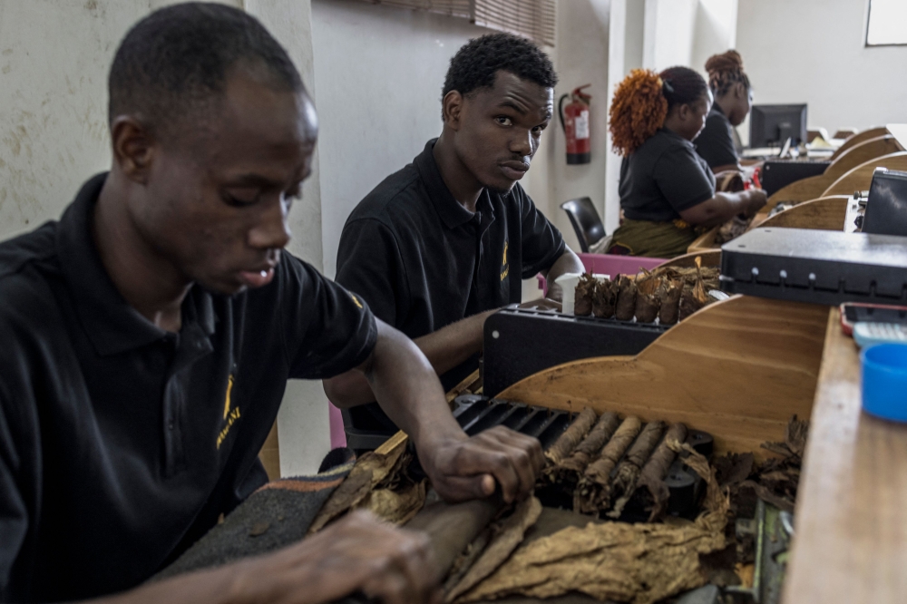 Mozambican cigar rollers, also known as ‘torcedores’ assemble cigars at the Bongani Cigars workshop in Maputo, on October 8, 2024. — AFP pic 