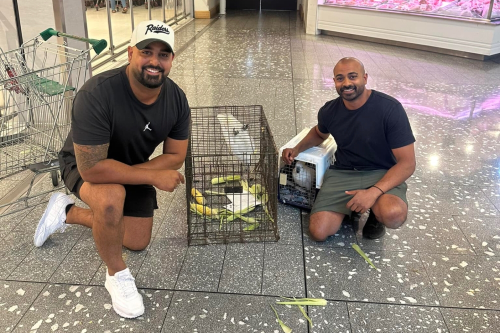 Ravi Wasan (right) of Feathered Friends and Campbelltown Councillor Josh Cotter shown with Mickey successfully trapped before being released. — Picture from Facebook/Josh Cotter