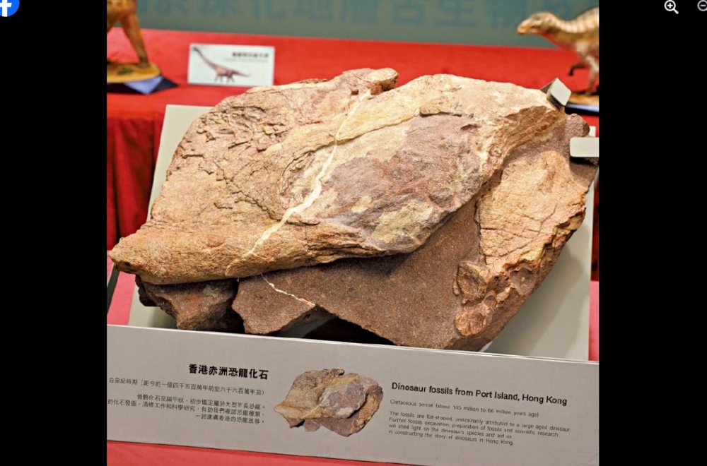 Experts from Hong Kong and mainland China identified the fossils as belonging to a large, aged dinosaur from the Cretaceous period, around 145 million to 66 million years ago, the Development Bureau said in a statement.
