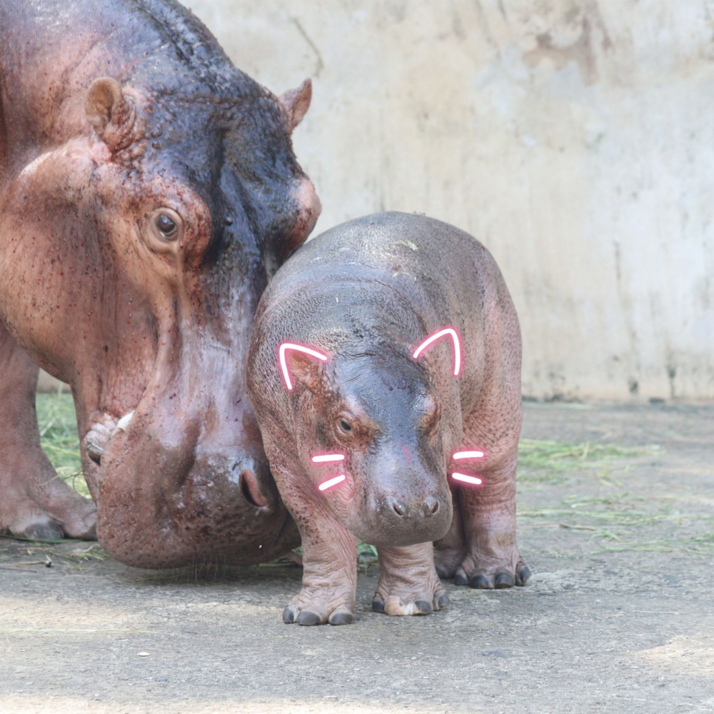 An undated picture showing yet-to-be-named pygmy hippo calf is pictured next to her mother ‘Ket Sa Rin’ at the Somdet Phra Srinagarindra Park Zoo in Sisaket province, Thailand. — Picture from Facebook/Somdet Phra Srinagarindra Park Zoo