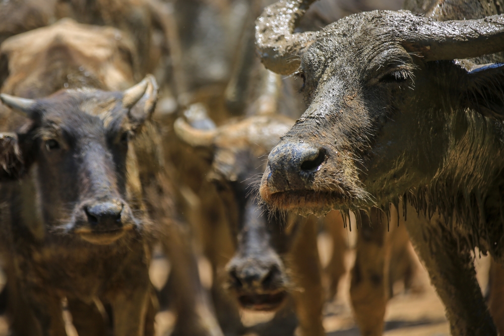 The syndicate has been smuggling cows illegally across the border from Thailand. — Picture bv Farhan Najib