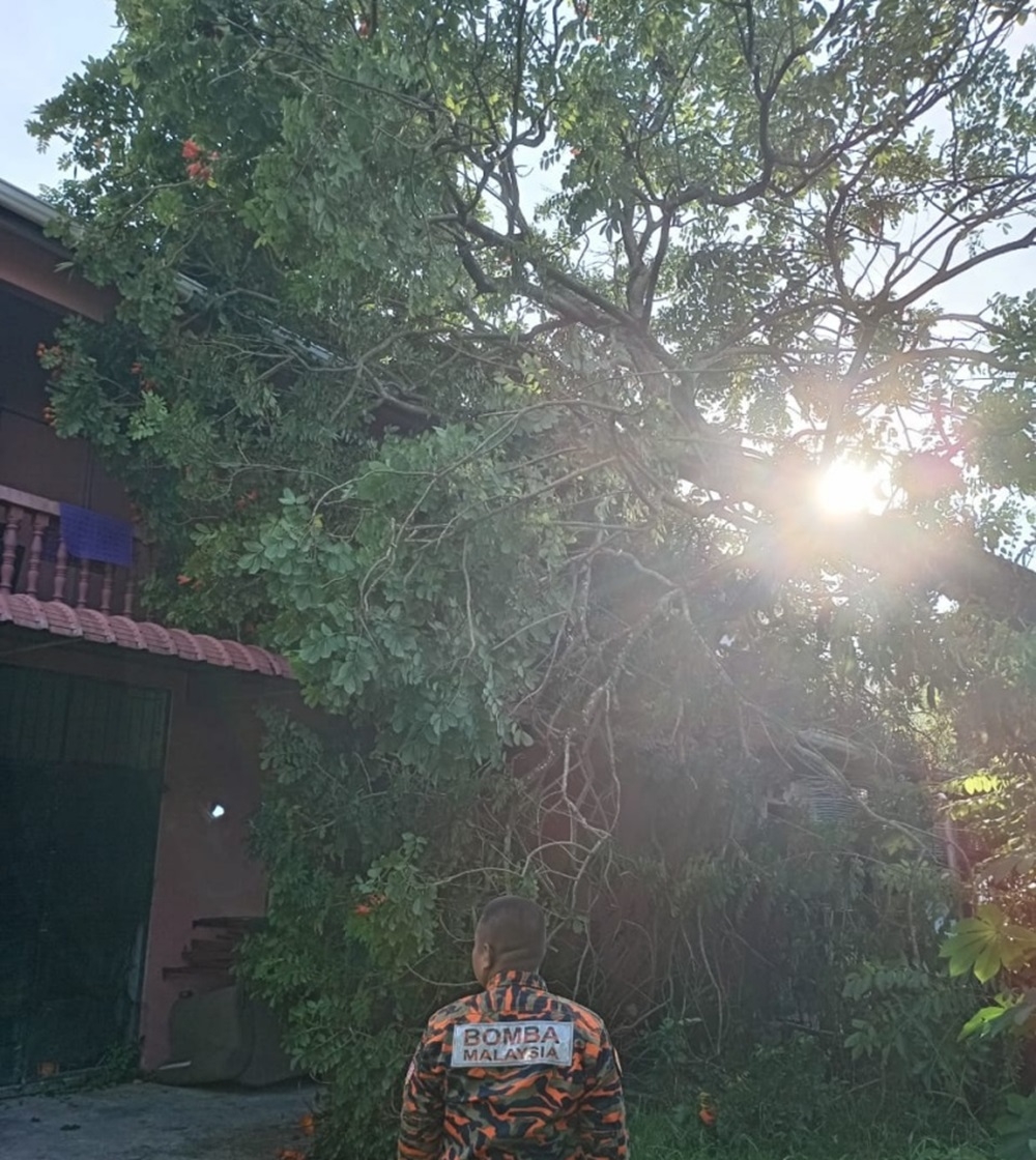 A Bomba personnel observes the situation after the tree fell onto the house. — Picture courtesy of the Fire and Rescue Department 
