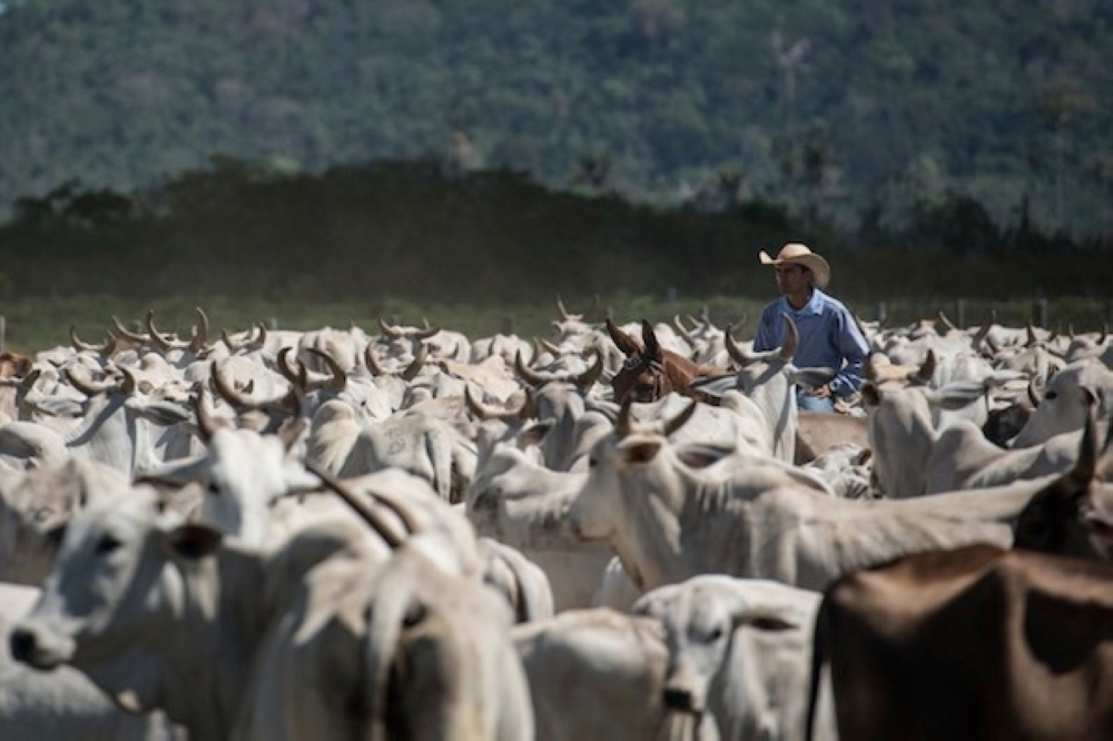 The world’s largest meat packer JBS has denied buying cattle from the properties named by Ibama. — AFP pic