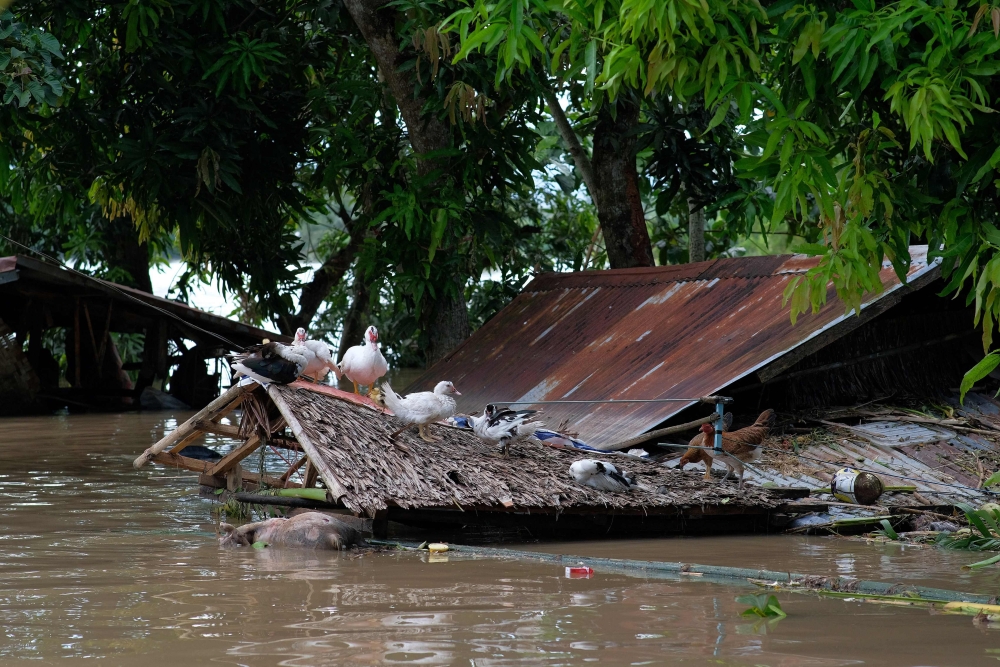 A flock of ducks sit atop a roof of a submerged house brought about from Tropical Storm Trami in Bula town, Camarines Sur province, South of Manila on October 26, 2024. — Reuters pic