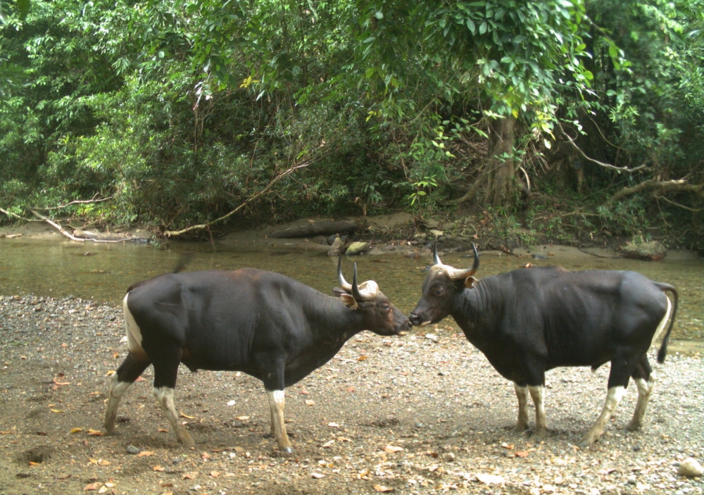 Two bull bantengs display along a river in a Sabah forest reserve. — Photo courtesy of Danau Girang Field Centre
