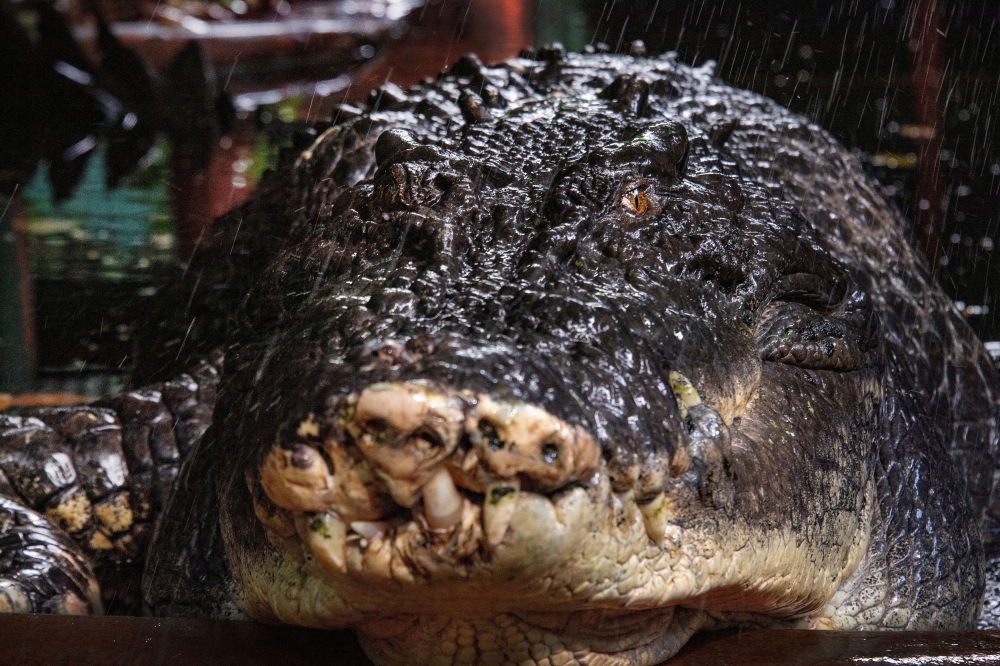 The world's largest captive crocodile, Cassius is pictured at the Marineland Melanesia on Green Island, Great Barrie. — AAP Image via Reuters pic