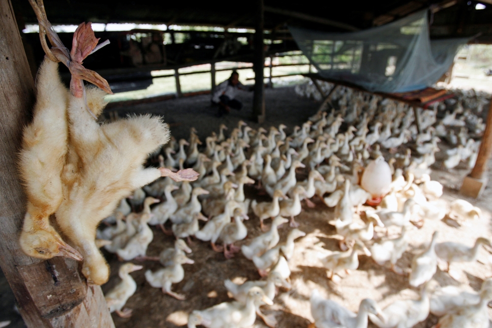 Bird flu has infected three more people from Washington state after they were exposed to poultry that tested positive for the virus, according to health authorities in Washington and in Oregon, where the human cases were identified. — Reuters