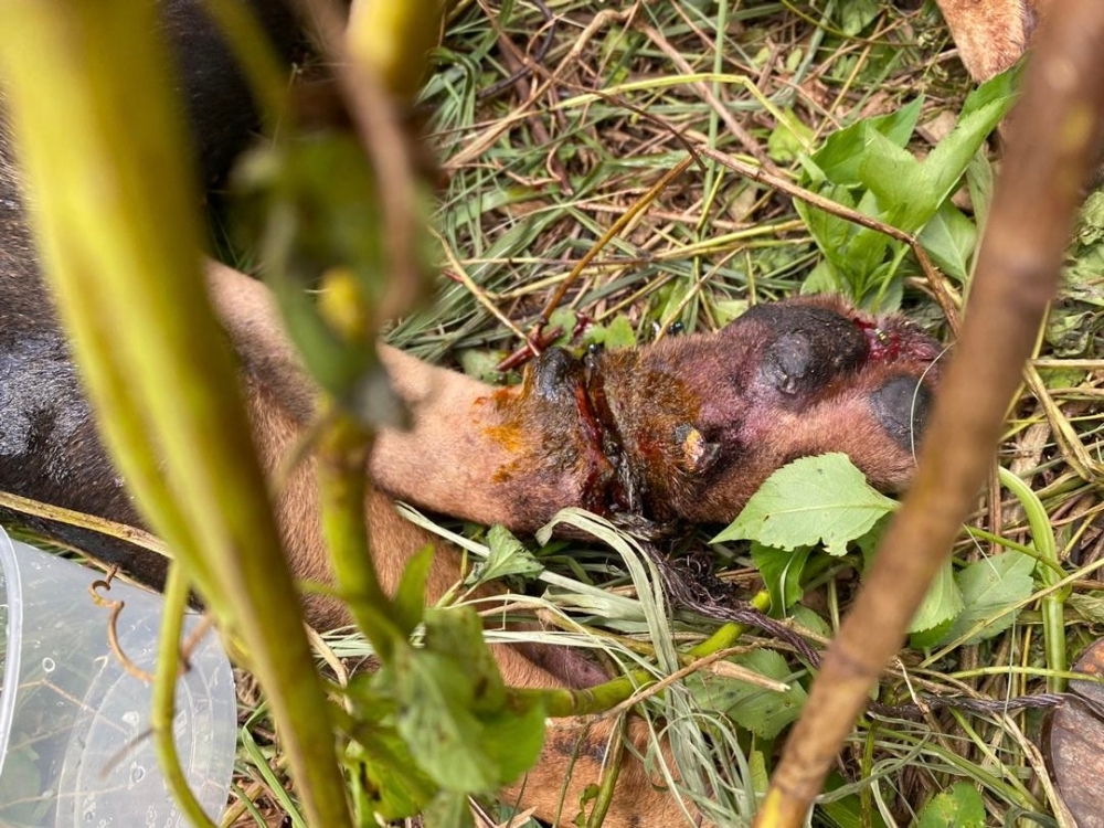 An example of a garrotte trap. Kennedy Michael’s dog got caught in one of the traps set up for wild life poaching. Picture via Kennedy Michael