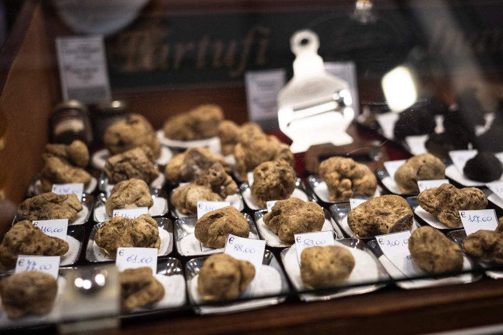 White truffles are on sale at the truffle fair of Alba, north-western Italy, on November 1, 2024. — AFP pic 