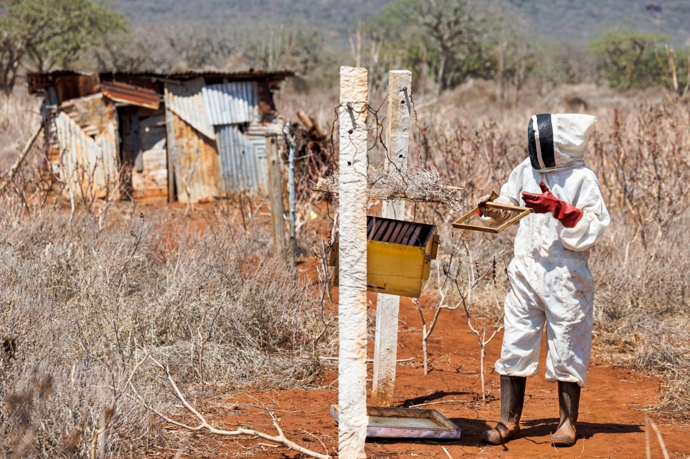 William Mwanduka, 38 inspects bee hives housing colonies of African Honey Bees near Voi town in Taita Taventa County. — AFP pic