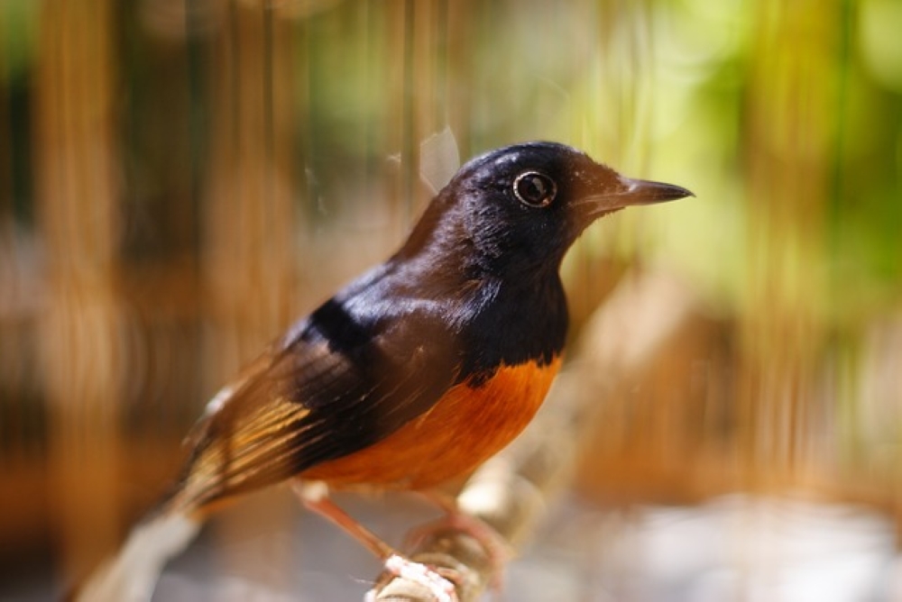 Eleven White-rumped Shama, also known as Murai Batu, were among the flock of birds seized by authorities yesterday. — Pixabay pic