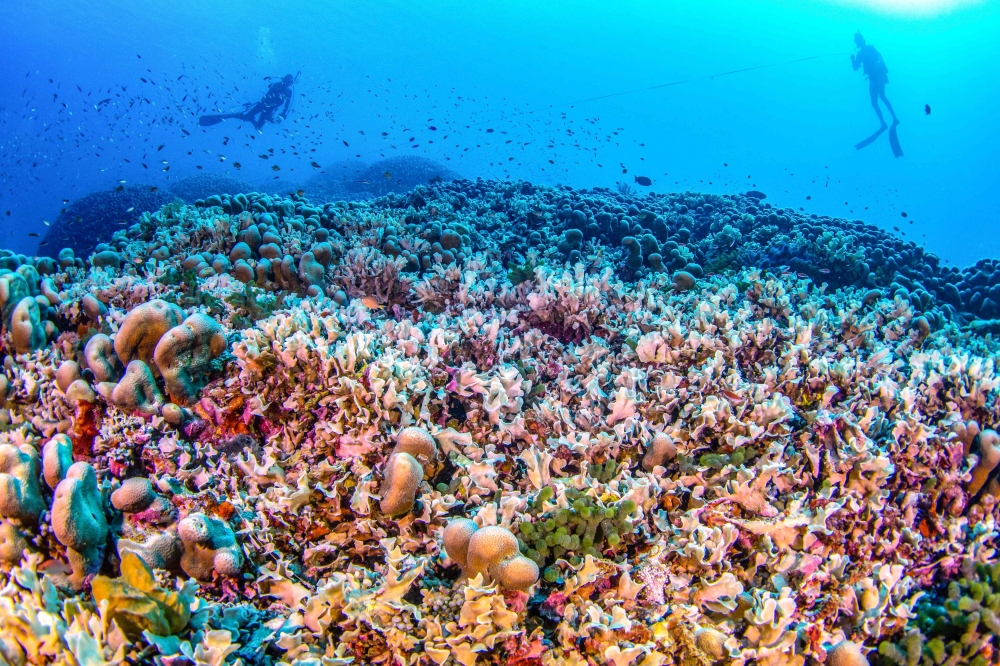 A handout photo taken on October 24, 2024 shows divers swimming over the world's largest coral located near the Pacific's Solomon Islands. — AFP pic /  National Geographic Pristine Seas