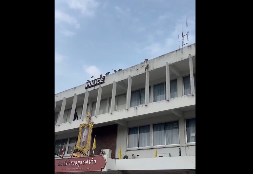 Escaped monkeys had scattered around Tha Hin police station in Lopburi, Thailand. — Video screenshot via social media