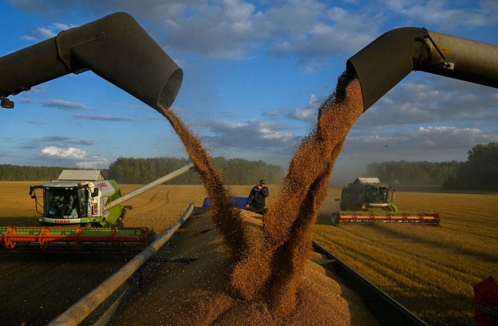 Russia’s wheat harvest will decline to 83 million tons this year due to frosts and drought, down from 92.8 million tons in 2023 and a record 104.2 million tons in 2022. — Reuters pic