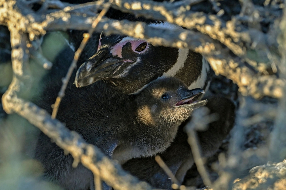 A Magellanic penguin and a chick are seen in a nest at Punta Clara, some 18km from Punta Tombo National Reserve in the Patagonian province of Chubut, Argentina, on December 5, 2021. A livestock farmer in Patagonia, Argentina, was sentenced to three years in prison on November 20, 2024, for animal cruelty and harm after being found guilty of killing hundreds of Magellanic penguins in 2021, although he will not go to jail as it is a suspended sentence. –– AFP pic