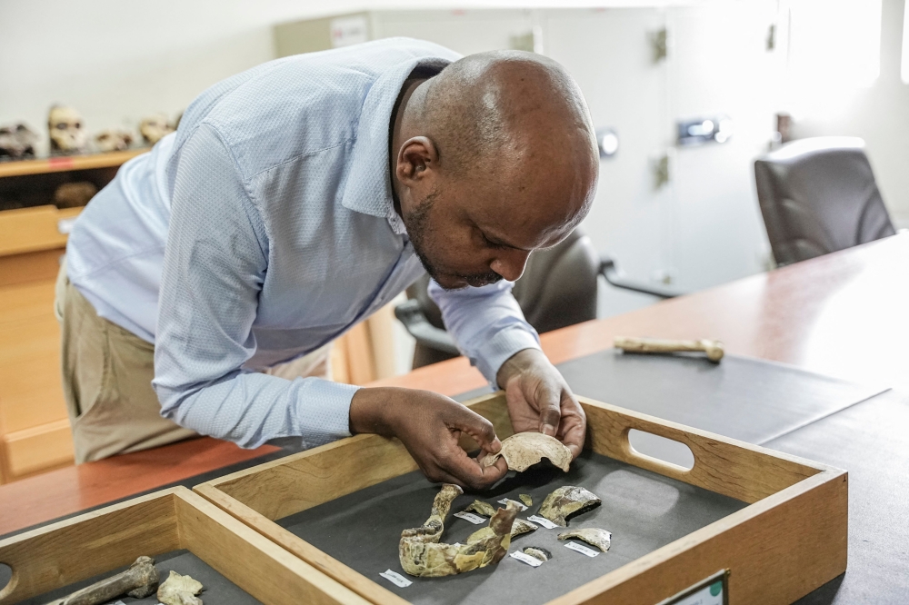 Sahleselasie Melaku, 31, Head of the Department and Research Associate of the Paleontology and Paleoanthropology collections, examines bone fragments of the fossil skeleton of 'Lucy' at the National Museum of Ethiopia in Addis Ababa, on November 19, 2024. She was, for a while, the oldest known member of the human family. — AFP pic