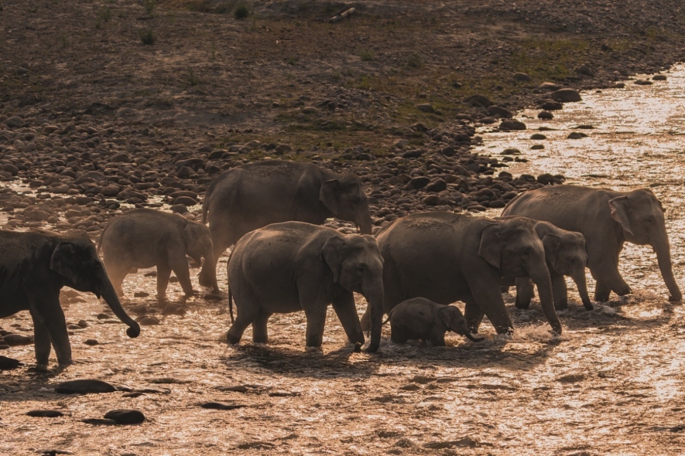 A view of elephants crossing a river at the Corbett Tiger Reserve in India. — Picture from Instagram/Jim Corbett National Park
