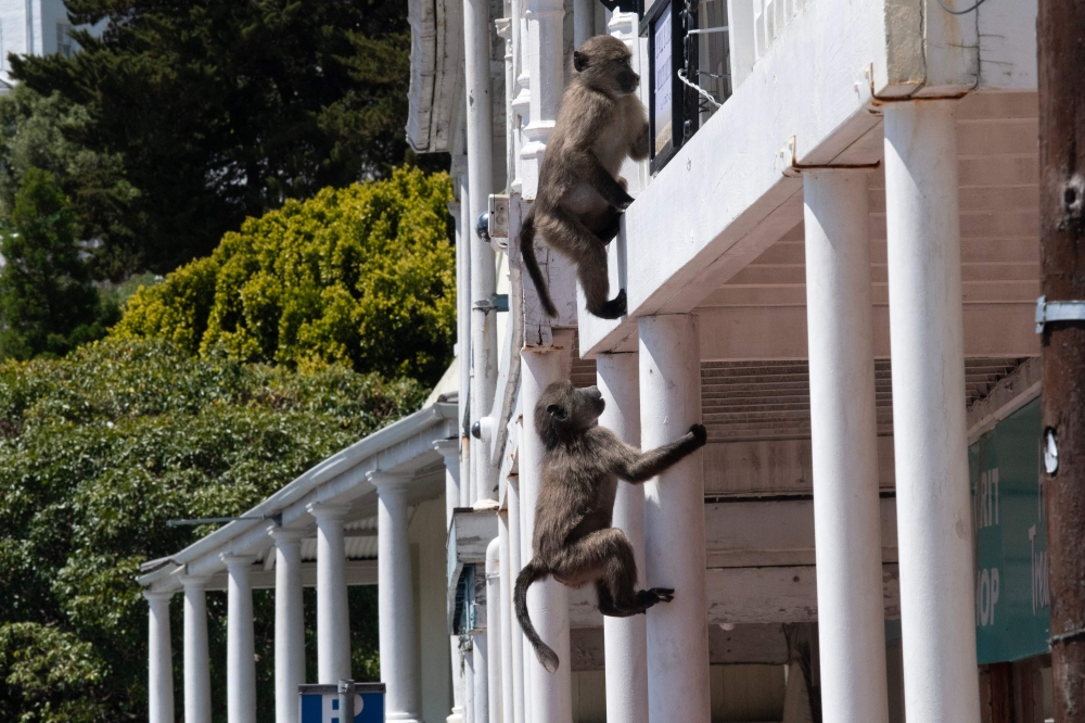 A group of baboons move through the main shopping street of Simon's Town outside of Cape Town on October 31, 2024. — AFP pic