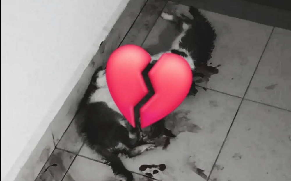 A screen capture of the video alleging that the cats had been stabbed in their skulls. — Picture from TikTok/@Nanisnanaa