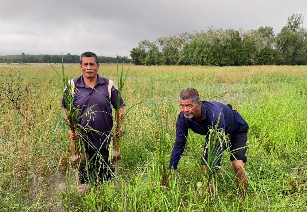 Kelantan Farmers Association (Pesak) chairman, Zuha Ismail, said that most affected areas had been recently sown with seeds a few weeks ago, while some were awaiting harvest. — Bernama pic