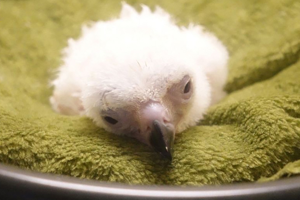 This handout photo taken on November 10, 2024 and released by the Philippine Eagle Foundation on November 20 shows a Philippine Eagle chick, known as ‘chick number 30’, after its hatching at the facility of the National Bird Breeding Sanctuary in Davao City, Mindanao. ‘Chick number 30’ died on Friday in a fresh setback for one of the world’s largest and most critically endangered raptors. — Philippine Eagle Foundation handout pic via AFP 