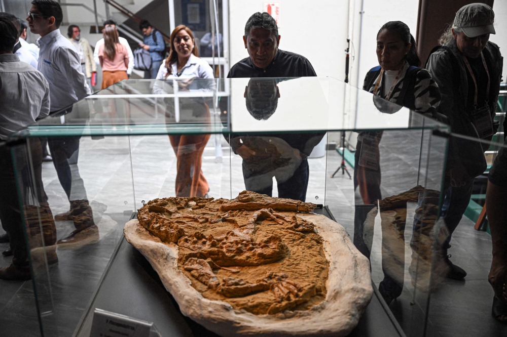 People observe a 10-million-year-old fossil of a juvenile Cenozoic crocodile of the genus Piscogavialis unveiled in Lima on November 27, 2024. The Geological, Mining, and Metallurgical Institute of Peru (Ingemmet) presented the articulated and almost complete skeleton of a juvenile fossil gavial discovered in Ocucaje, Ica, in southern Peru. — AFP pic