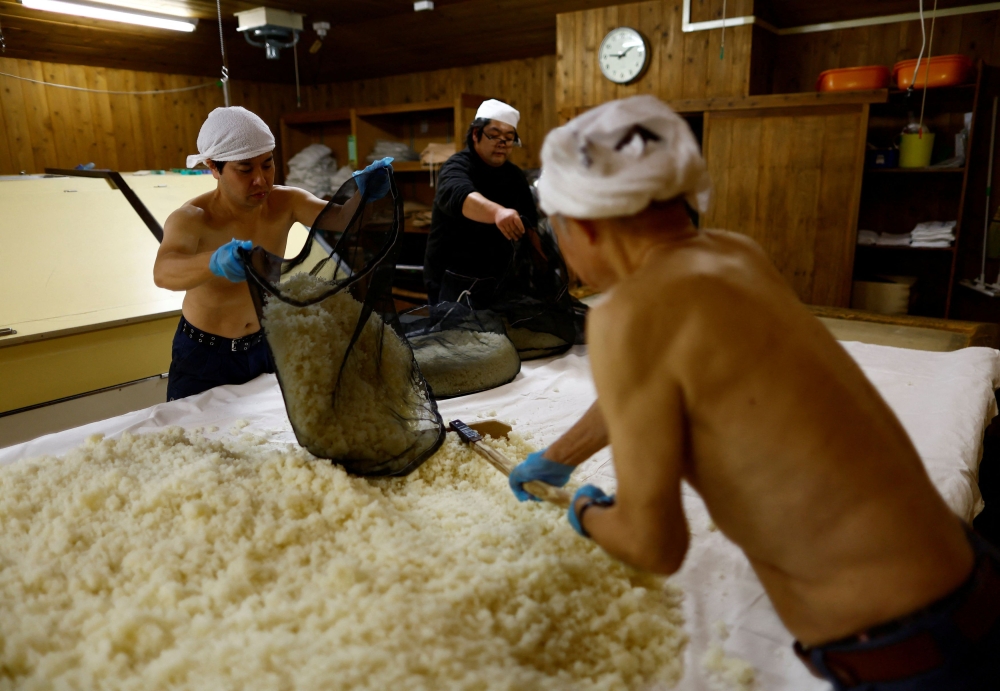 Brewers prepare rice on a table to make Koji mould, an important ingredient used in brewing sake, a traditional Japanese rice wine, at Ishikawa Shuzou, or Ishikawa Brewery, in Fussa, western portion of Tokyo, November 25, 2024. — Reuters pic