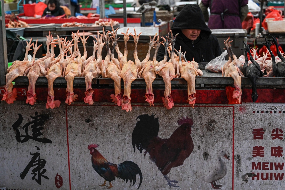 A vendor sells chicken at a wholesale market in Penglai district, Yantai city in Shandong province November 26, 2024. As China’s economy slows and job opportunities shrink, young people are taking on money-saving challenges, with many reportedly spending no more than 500 yuan (RM315) a month on food. — AFP pic