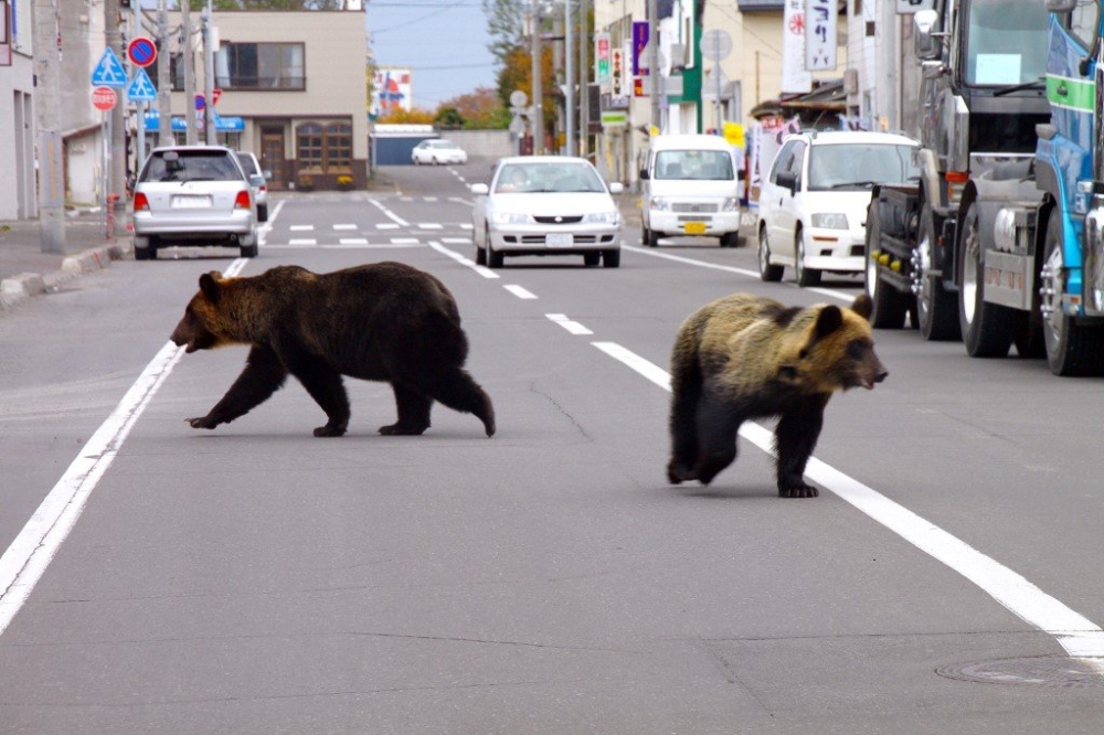 File photo of bears on the streets of Shari town in Hokkaido October 2010. Japan recorded six human fatalities from bear attacks and more than 9,000 of the animals killed in the previous fiscal year. — AFP pic