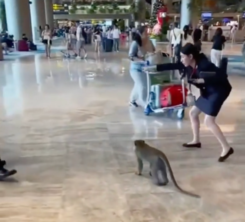 The real star of the show was a female airport employee who gently guided the monkey towards the door, like a seasoned customer service rep leading a confused tourist. 