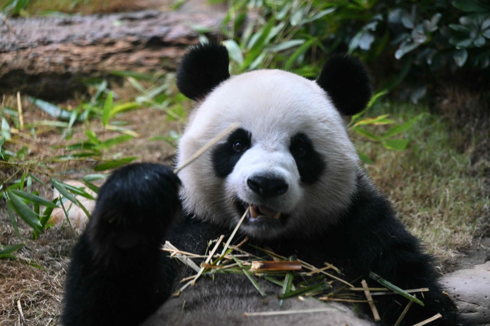 A male panda named An An is seen at Ocean Park in Hong Kong on December 2, 2024 at a media preview ahead of his first public appearance after arriving in Hong Kong on September 26 from Chengdu, in China's Sichuan province. — AFP pic