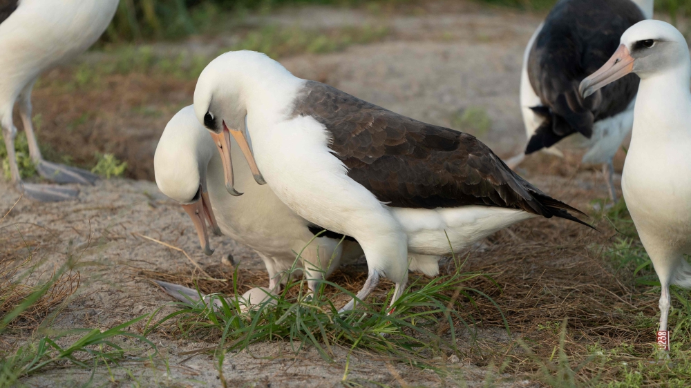 Wisdom (right), the legendary Laysan albatross, stands next to her new partner as they admire their recently laid egg. — AFP pic/Dan Rapp/US Fishing and Wildlife Service