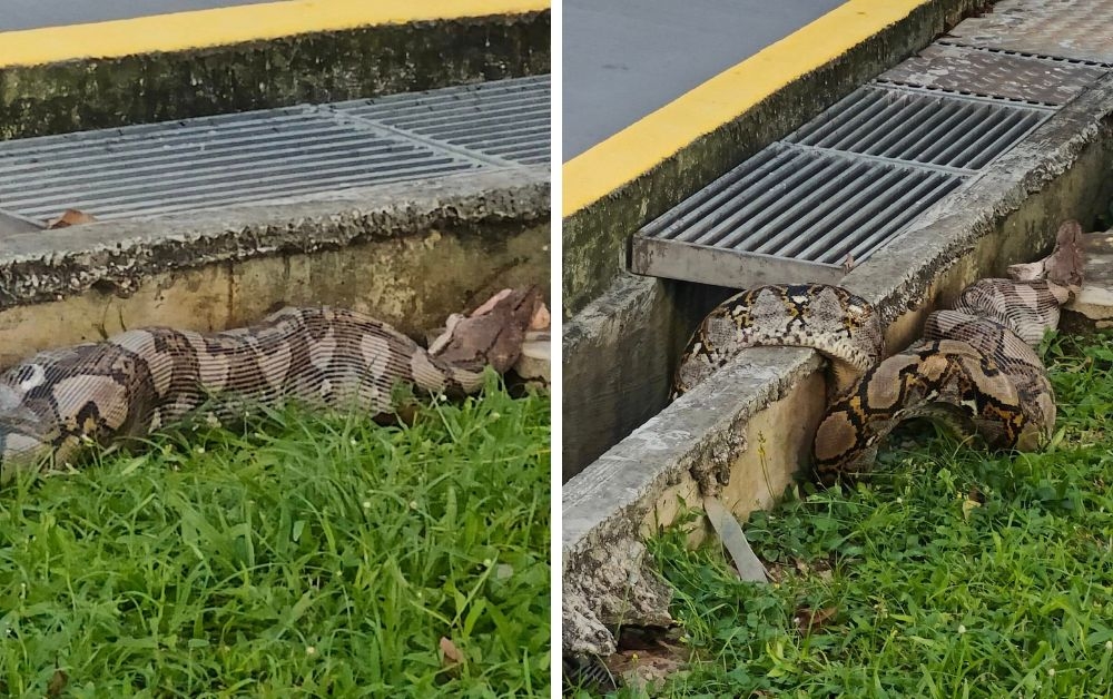 A two-metre-long reticulated python regurgitated a cat after being spotted with a bloated belly at 12 Eunos Crescent yesterday morning. — Picture via Facebook/
